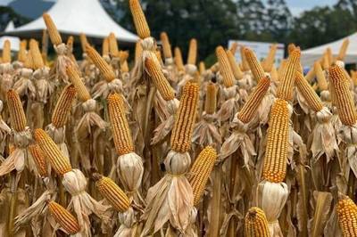 Secretaria da Agricultura monitora impactos da cigarrinha-do-milho nas lavouras de Santa Catarina