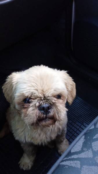 Animal encontrado no bairro Pinheirinho