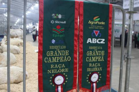 AgroPonte 2025: premiações do julgamento de raças celebram o centenário de Criciúma