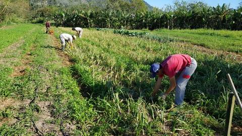 Epagri desenvolve tecnologia para produzir alho em regiões quentes