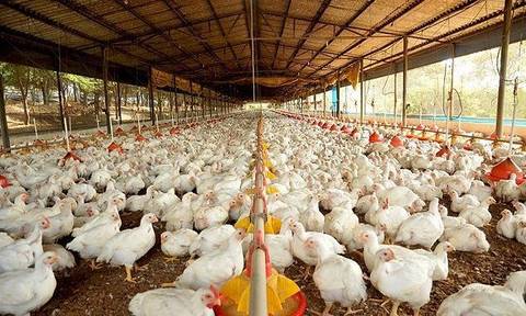 Santa Catarina é o maior exportador de carne de frango do Brasil