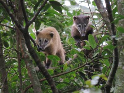 Câmeras-trap: a tecnologia que valoriza e preserva a fauna silvestre em Criciúma
