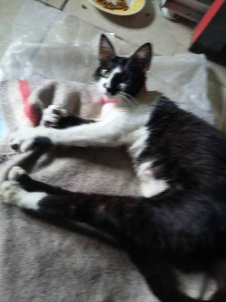 Animal para doação - Gatinhos