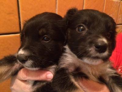 Cães Para Doação 