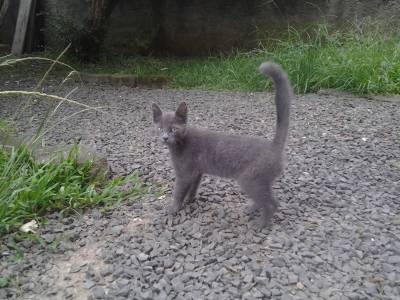 Animal para doação - Gato 