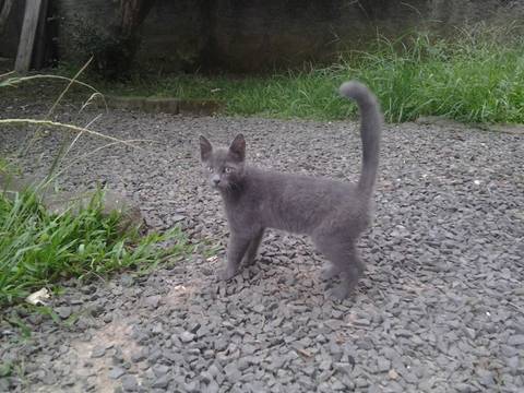 Animal para doação - Gato 