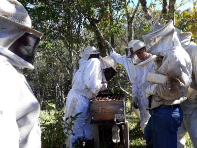 Referência na produção do mel, Santa Catarina também comemora o Dia do Apicultor
