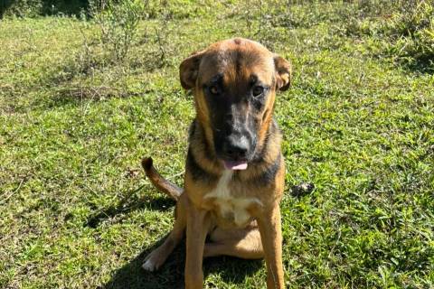 Bem-estar Animal de Urussanga orienta sobre como proceder em casos de suspeita de envenenamento