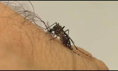 Brasil já tem mais de 3 milhões de casos de dengue em 2024