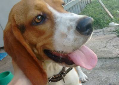 Animal encontrado no bairro Pinheirinho