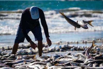 Após bloqueio da pesca da tainha, governo de SC anuncia medidas judiciais