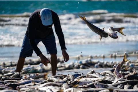Após bloqueio da pesca da tainha, governo de SC anuncia medidas judiciais