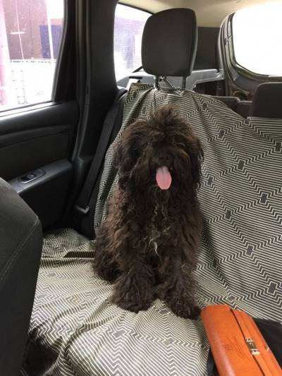 Animal encontrado no bairro Pinheirinho