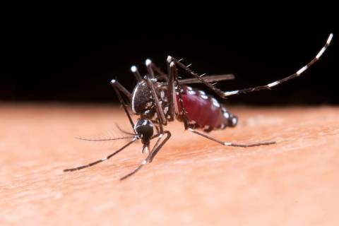Cuidado com a dengue deve ser intensificado no verão