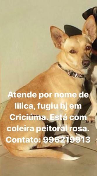 Procura-se Lilica