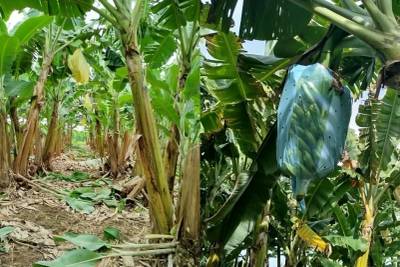 Proteção da safra: agricultores se preparam para chegada do inverno em bananais e lavouras de Criciúma