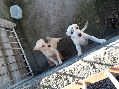 Animal para doação - 2 Cachorrinhos Abandonados 