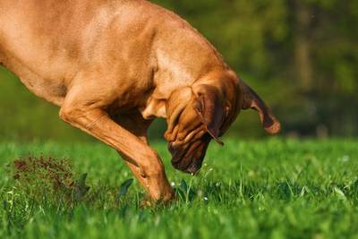 Por que os cães cavam?