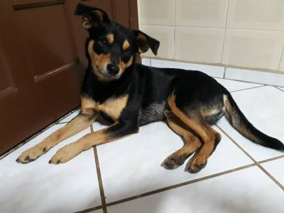 Animal para doação - Leo