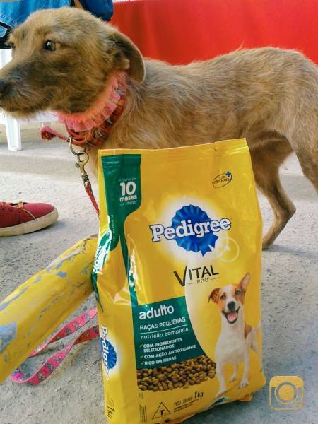 Feira de adoção de cães e gatos no Nações Shopping neste sábado