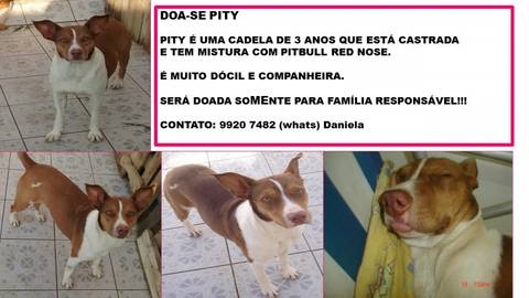 Animal para doação - Pity
