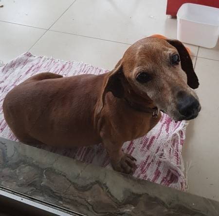 Animal encontrado no bairro Pio Correa 