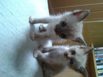 Animal para doação - Gatinhas