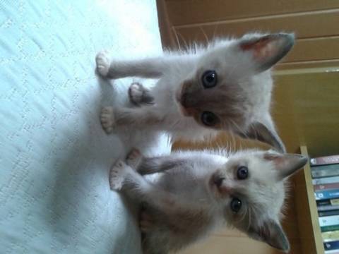 Animal para doação - Gatinhas