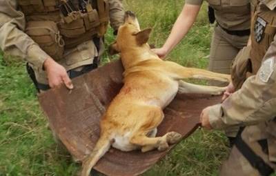 SC ganhará delegacia virtual de proteção animal