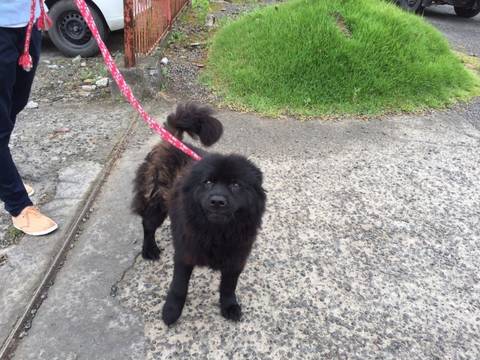 Animal encontrado no bairro Vila Zuleima