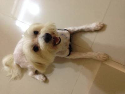 Animal encontrado no bairro Mãe Luzia