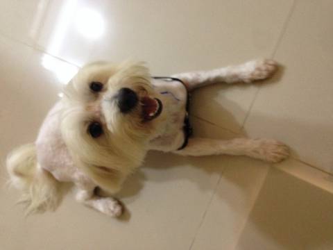 Animal encontrado no bairro Mãe Luzia
