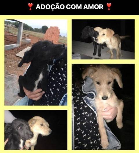 ADOTADOS - Animal encontrado no bairro Santa Isabel