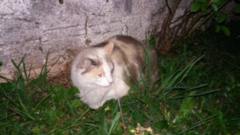 Animal encontrado no bairro Próspera