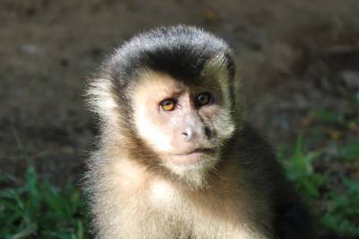 Vídeo mostra macaco sendo agredido no Parque Ecológico de Maracajá; Polícia ambiental apura o caso
