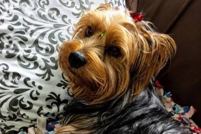 Cão morre após ataque durante transporte para banho e tosa; tutor busca justiça