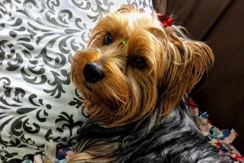 Cão morre após ataque durante transporte para banho e tosa; tutor busca justiça