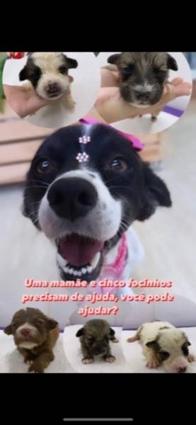 Animal para doação - Belinha E Seus Filhotinhos 