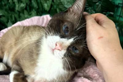 Quero Adotar realiza feira de adoção de gatos neste sábado em Criciúma