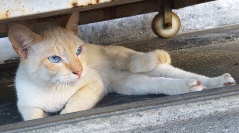 Animal encontrado no bairro Centro