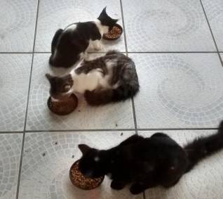 Animal para doação - Snake, Bolt e Esquiva