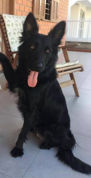 Animal encontrado no bairro Zona Sul - Baln. Rincão 