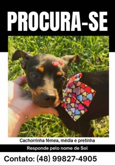 Procura-se Sol