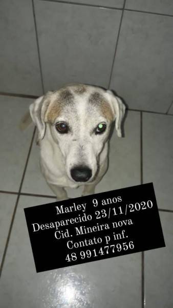 Procura-se Marley