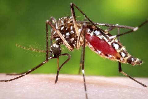 Vigilância em Saúde promove ação de orientação e prevenção à dengue em Criciúma