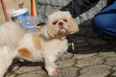 Criciúma reforça fiscalização e penalidades por maus-tratos a animais