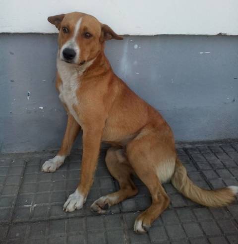 Animal encontrado no bairro Centro