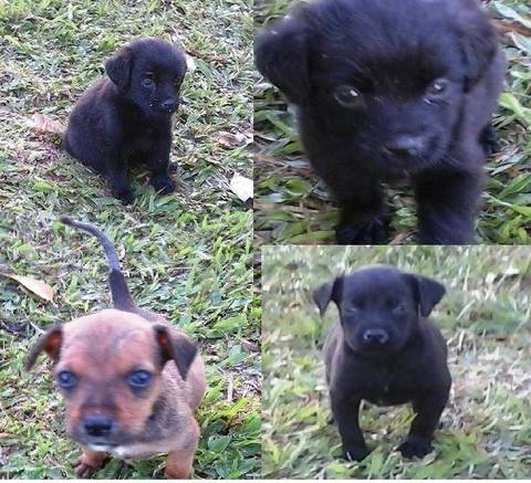 Animal para doação 