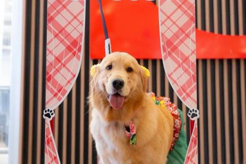 JuliPet terá corrida de saco, desfile pet e feira de adoção no Nações Shopping