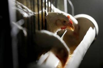 Coronavírus redireciona embarques de frango dos EUA com destino à China